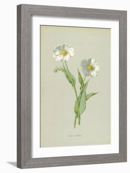 Snowy Crowfoot-Frederick Edward Hulme-Framed Giclee Print