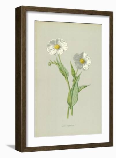 Snowy Crowfoot-Frederick Edward Hulme-Framed Giclee Print