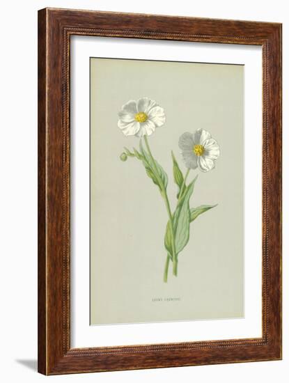 Snowy Crowfoot-Frederick Edward Hulme-Framed Giclee Print