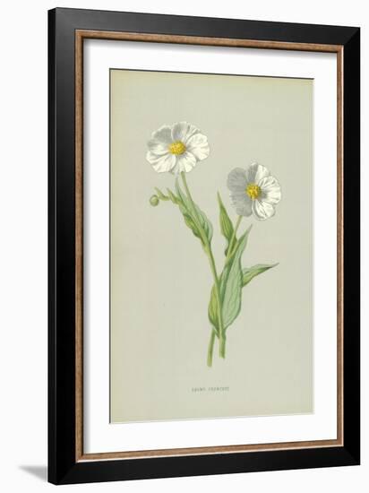 Snowy Crowfoot-Frederick Edward Hulme-Framed Giclee Print