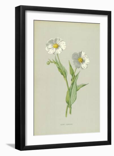 Snowy Crowfoot-Frederick Edward Hulme-Framed Giclee Print