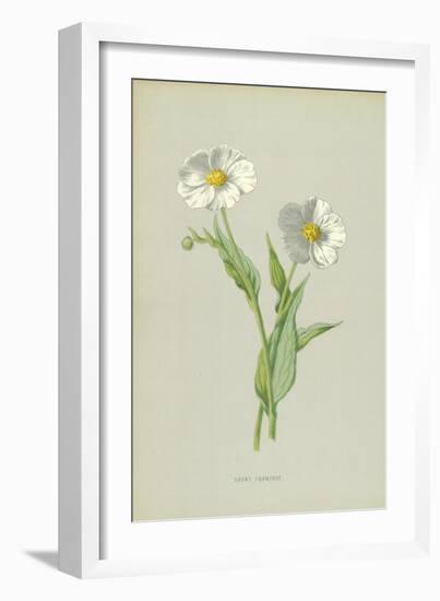 Snowy Crowfoot-Frederick Edward Hulme-Framed Giclee Print