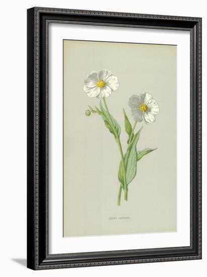 Snowy Crowfoot-Frederick Edward Hulme-Framed Giclee Print