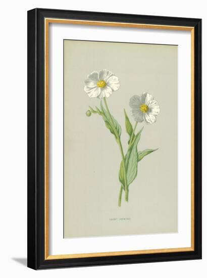 Snowy Crowfoot-Frederick Edward Hulme-Framed Giclee Print