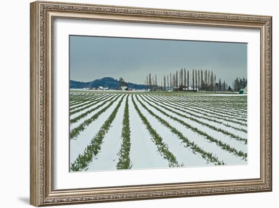 Snowy Daffodils I-Dana Styber-Framed Photographic Print