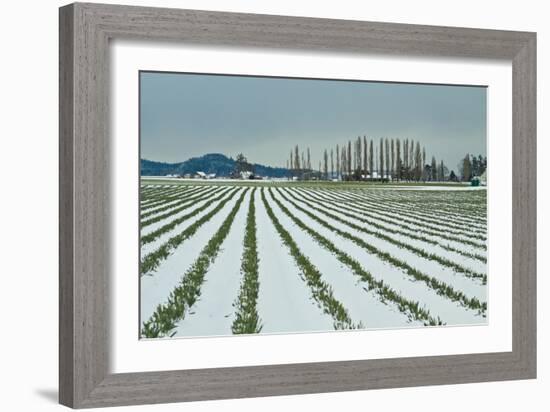 Snowy Daffodils I-Dana Styber-Framed Photographic Print