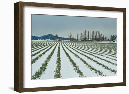 Snowy Daffodils I-Dana Styber-Framed Photographic Print