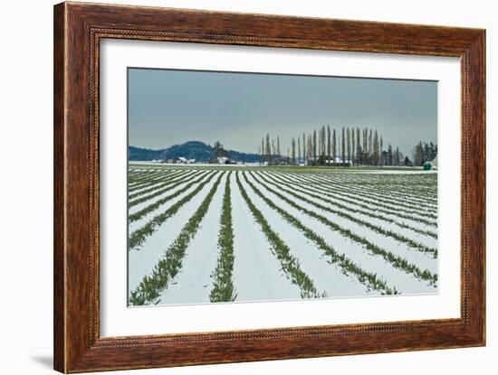 Snowy Daffodils I-Dana Styber-Framed Photographic Print