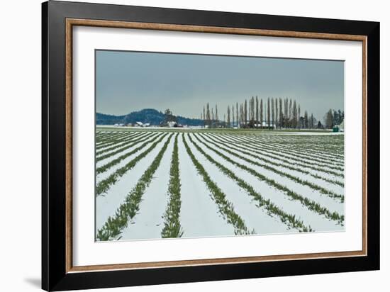 Snowy Daffodils I-Dana Styber-Framed Photographic Print