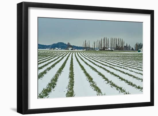 Snowy Daffodils I-Dana Styber-Framed Photographic Print