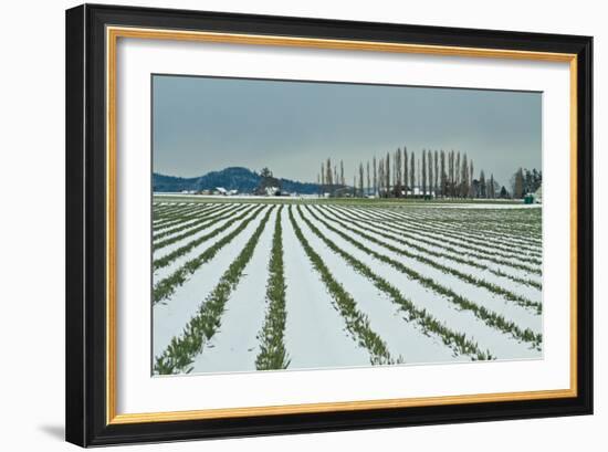 Snowy Daffodils I-Dana Styber-Framed Photographic Print