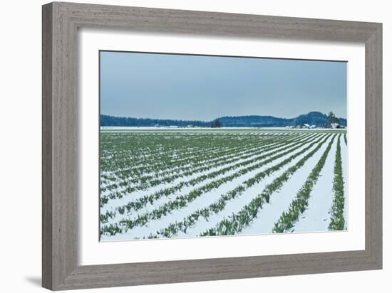 Snowy Daffodils II-Dana Styber-Framed Photographic Print