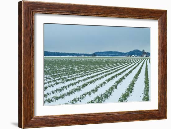 Snowy Daffodils II-Dana Styber-Framed Photographic Print