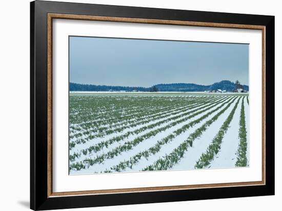 Snowy Daffodils II-Dana Styber-Framed Photographic Print