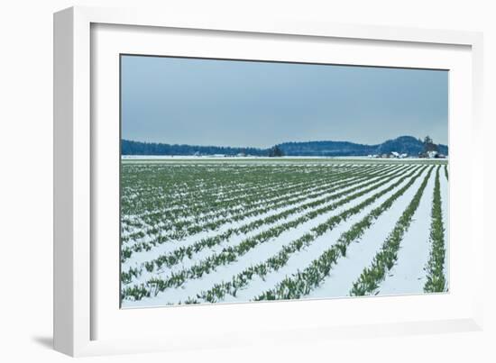 Snowy Daffodils II-Dana Styber-Framed Photographic Print