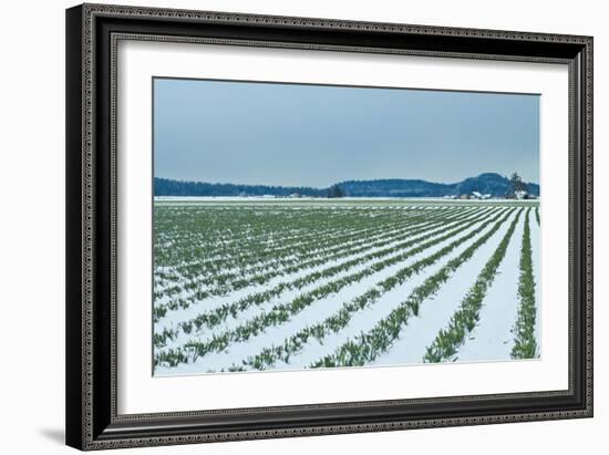 Snowy Daffodils II-Dana Styber-Framed Photographic Print