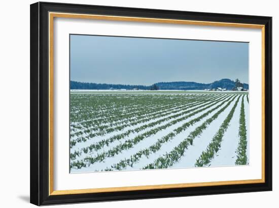 Snowy Daffodils II-Dana Styber-Framed Photographic Print