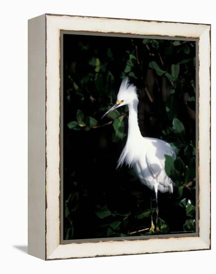 Snowy Egret at Ding Darling National Wildlife Refuge, Sanibel Island, Florida, USA-Jerry & Marcy Monkman-Framed Premier Image Canvas