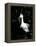 Snowy Egret at Ding Darling National Wildlife Refuge, Sanibel Island, Florida, USA-Jerry & Marcy Monkman-Framed Premier Image Canvas