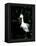 Snowy Egret at Ding Darling National Wildlife Refuge, Sanibel Island, Florida, USA-Jerry & Marcy Monkman-Framed Premier Image Canvas