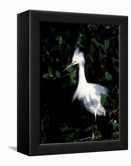 Snowy Egret at Ding Darling National Wildlife Refuge, Sanibel Island, Florida, USA-Jerry & Marcy Monkman-Framed Premier Image Canvas