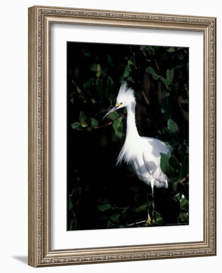 Snowy Egret at Ding Darling National Wildlife Refuge, Sanibel Island, Florida, USA-Jerry & Marcy Monkman-Framed Photographic Print