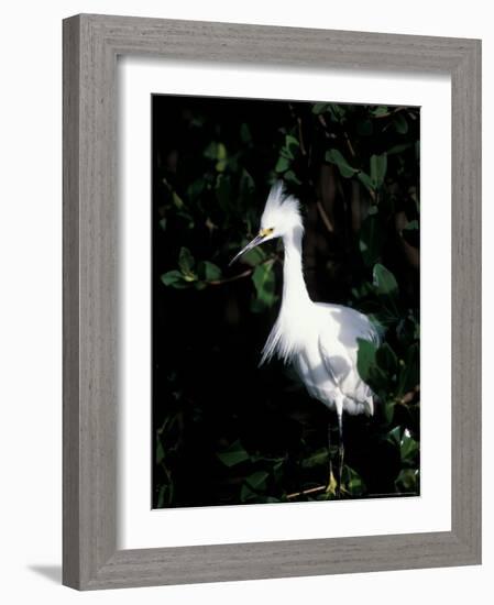 Snowy Egret at Ding Darling National Wildlife Refuge, Sanibel Island, Florida, USA-Jerry & Marcy Monkman-Framed Photographic Print