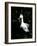 Snowy Egret at Ding Darling National Wildlife Refuge, Sanibel Island, Florida, USA-Jerry & Marcy Monkman-Framed Photographic Print