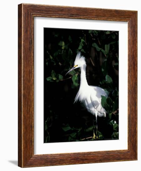 Snowy Egret at Ding Darling National Wildlife Refuge, Sanibel Island, Florida, USA-Jerry & Marcy Monkman-Framed Photographic Print