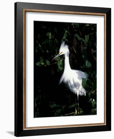 Snowy Egret at Ding Darling National Wildlife Refuge, Sanibel Island, Florida, USA-Jerry & Marcy Monkman-Framed Photographic Print