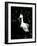 Snowy Egret at Ding Darling National Wildlife Refuge, Sanibel Island, Florida, USA-Jerry & Marcy Monkman-Framed Photographic Print