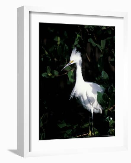 Snowy Egret at Ding Darling National Wildlife Refuge, Sanibel Island, Florida, USA-Jerry & Marcy Monkman-Framed Photographic Print