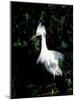 Snowy Egret at Ding Darling National Wildlife Refuge, Sanibel Island, Florida, USA-Jerry & Marcy Monkman-Mounted Photographic Print