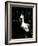 Snowy Egret at Ding Darling National Wildlife Refuge, Sanibel Island, Florida, USA-Jerry & Marcy Monkman-Framed Photographic Print