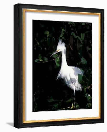 Snowy Egret at Ding Darling National Wildlife Refuge, Sanibel Island, Florida, USA-Jerry & Marcy Monkman-Framed Photographic Print