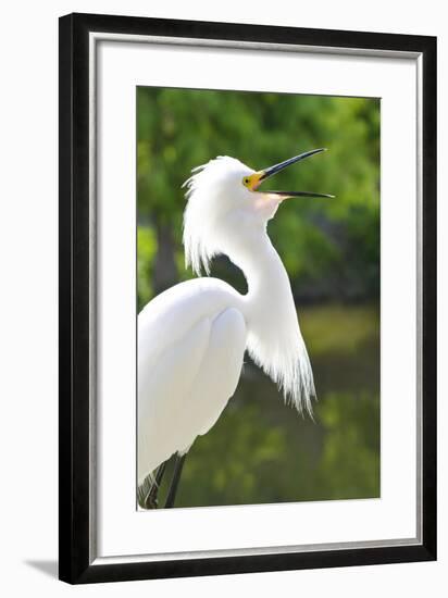 Snowy Egret Bird, Everglades, Florida, USA-Michael DeFreitas-Framed Photographic Print