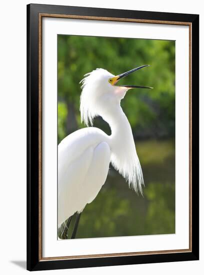 Snowy Egret Bird, Everglades, Florida, USA-Michael DeFreitas-Framed Photographic Print