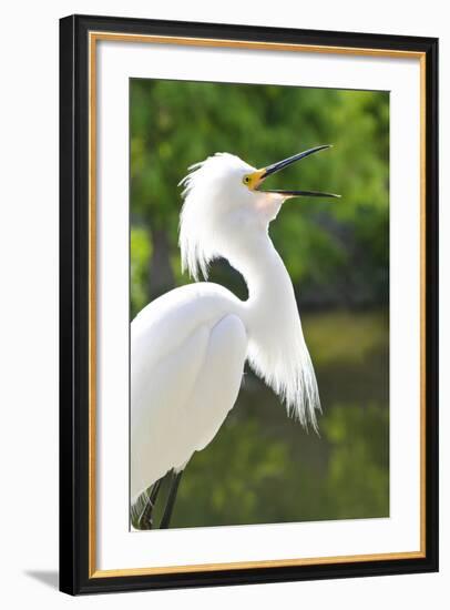 Snowy Egret Bird, Everglades, Florida, USA-Michael DeFreitas-Framed Photographic Print