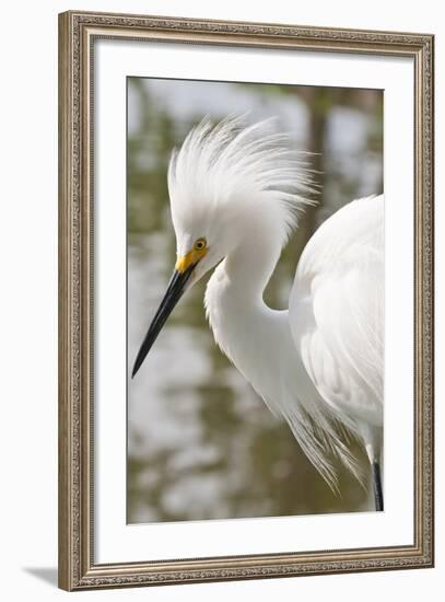 Snowy Egret Bird, Everglades, Florida, USA-Michael DeFreitas-Framed Photographic Print