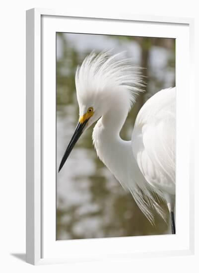Snowy Egret Bird, Everglades, Florida, USA-Michael DeFreitas-Framed Photographic Print