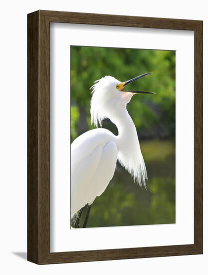Snowy Egret Bird, Everglades, Florida, USA-Michael DeFreitas-Framed Photographic Print