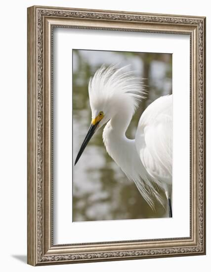 Snowy Egret Bird, Everglades, Florida, USA-Michael DeFreitas-Framed Photographic Print