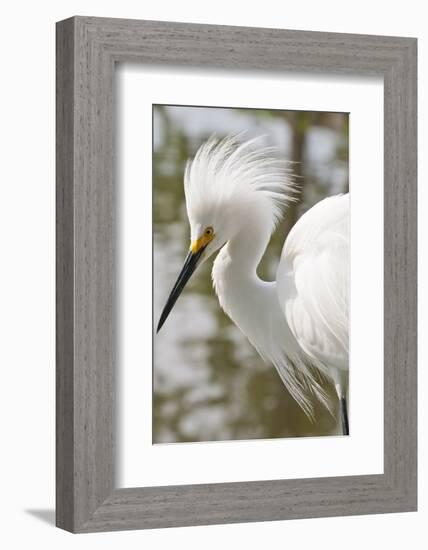 Snowy Egret Bird, Everglades, Florida, USA-Michael DeFreitas-Framed Photographic Print