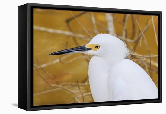 Snowy Egret, Ding Darling National Wildlife Refuge, Sanibel Island, Florida.-William Sutton-Framed Premier Image Canvas