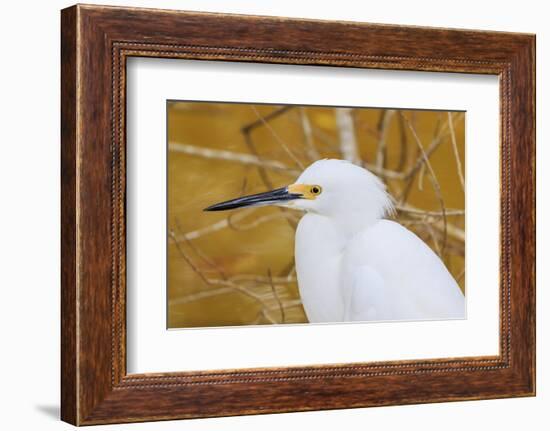 Snowy Egret, Ding Darling National Wildlife Refuge, Sanibel Island, Florida.-William Sutton-Framed Photographic Print