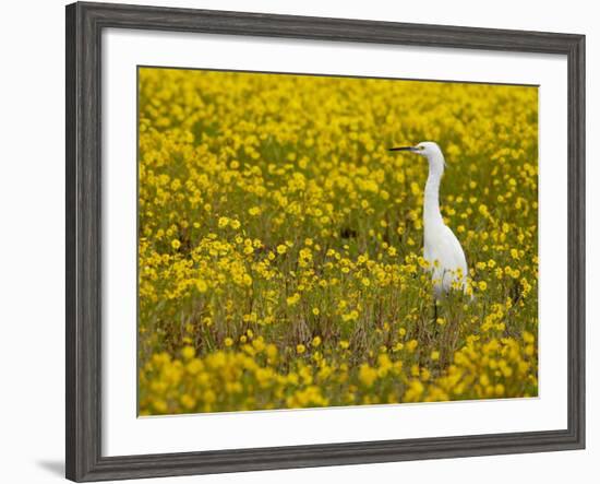 Snowy Egret (Egretta Thula) Among Goldfields, San Jacinto Wildlife Area, California-James Hager-Framed Photographic Print