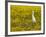 Snowy Egret (Egretta Thula) Among Goldfields, San Jacinto Wildlife Area, California-James Hager-Framed Photographic Print