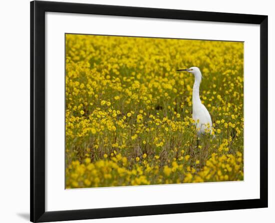 Snowy Egret (Egretta Thula) Among Goldfields, San Jacinto Wildlife Area, California-James Hager-Framed Photographic Print