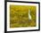 Snowy Egret (Egretta Thula) Among Goldfields, San Jacinto Wildlife Area, California-James Hager-Framed Photographic Print