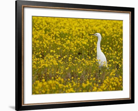 Snowy Egret (Egretta Thula) Among Goldfields, San Jacinto Wildlife Area, California-James Hager-Framed Photographic Print